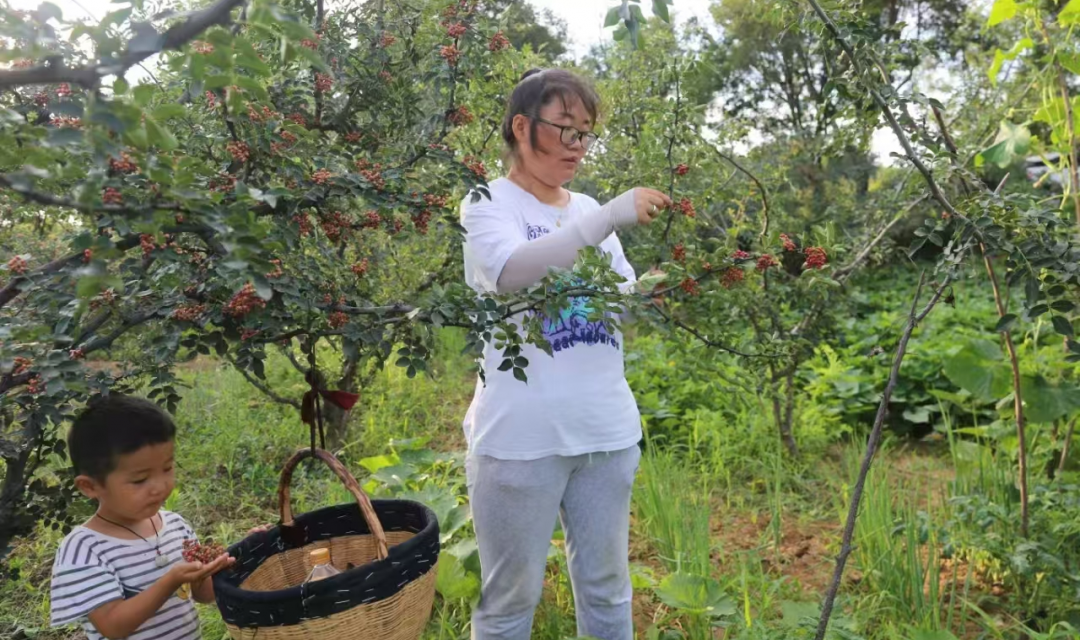 山西夏县:立体种植一年两茬好收成