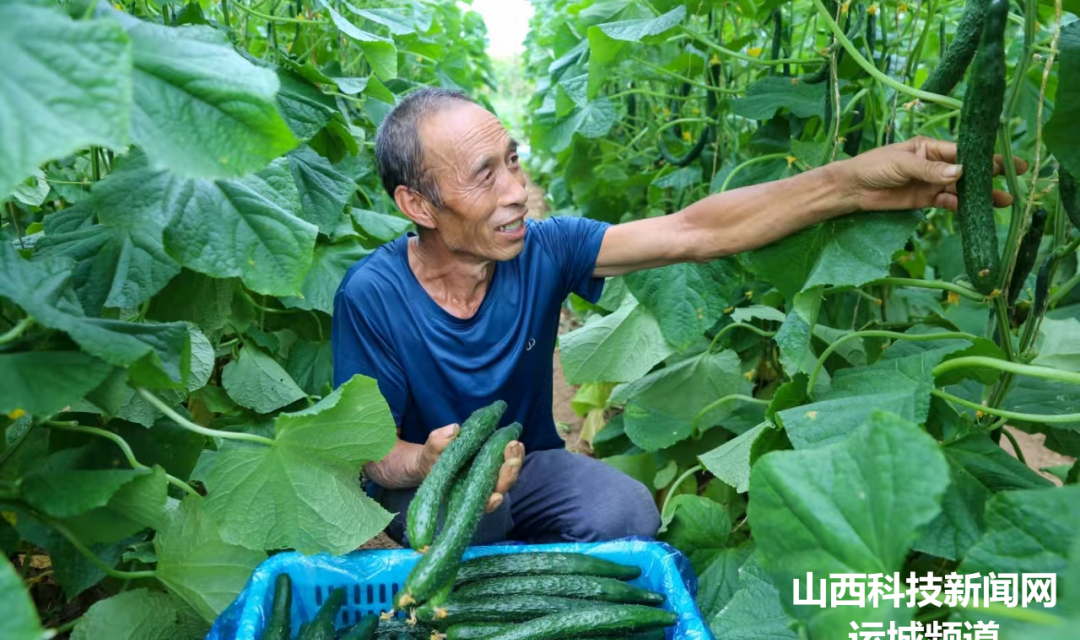 夏县:秋延黄瓜上市
