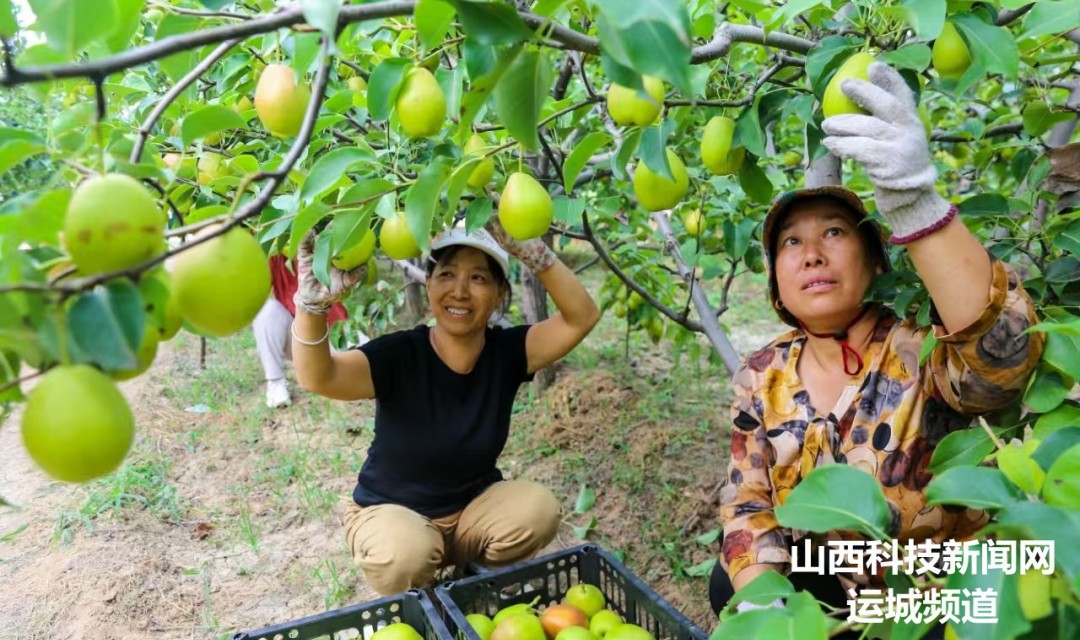 夏县:早熟酥梨开园上市