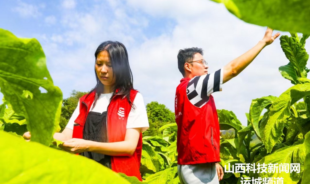 夏县:烤烟产业富山乡