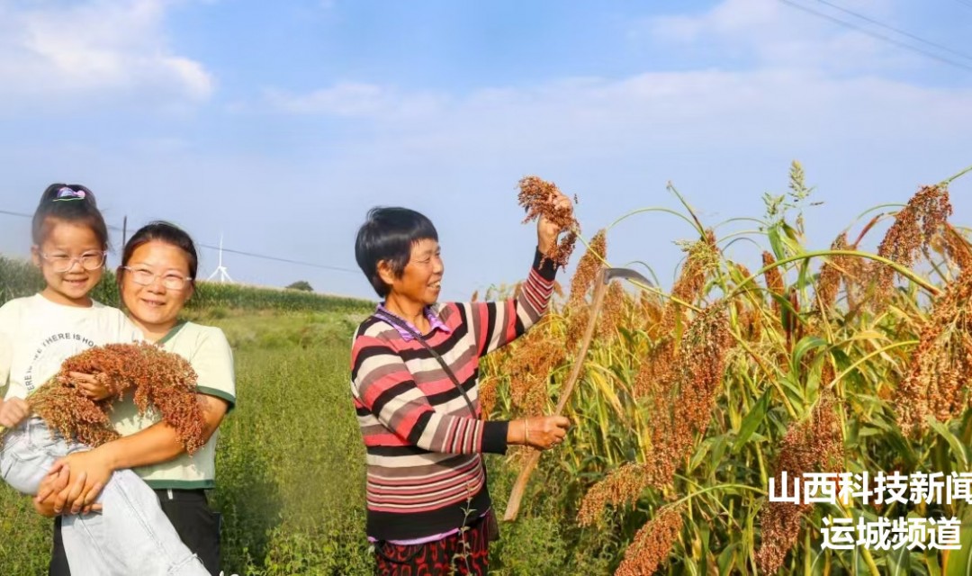 夏县:订单高梁收获忙