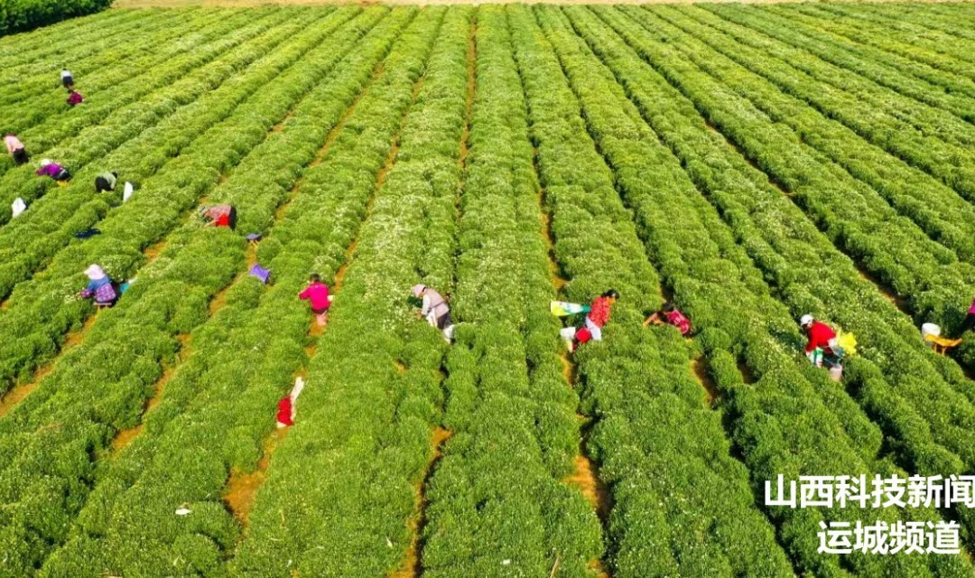 夏县:北京菊花开富农家