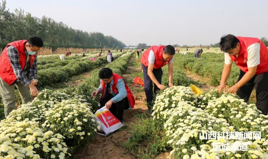 夏县:菊花采摘忙