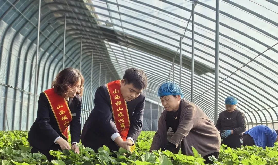 稷山农商银行：助力大棚绘新彩，成就乡村振兴梦