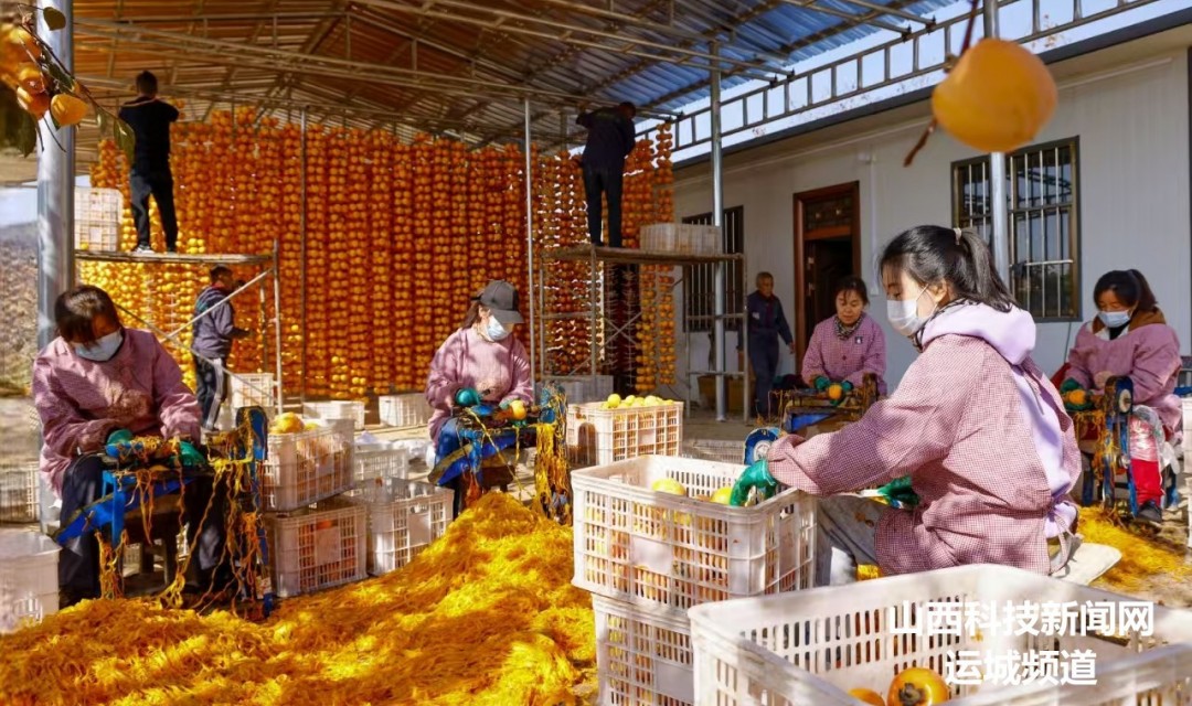 山西夏县:加工晾晒柿饼忙