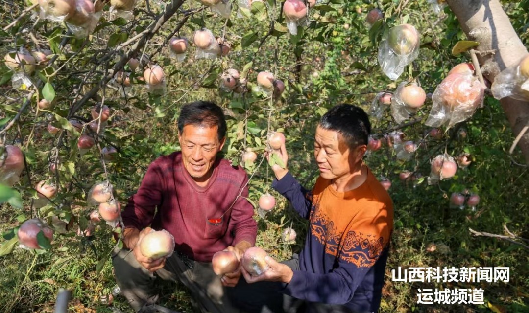 夏县:改良盐碱地  产出红苹果