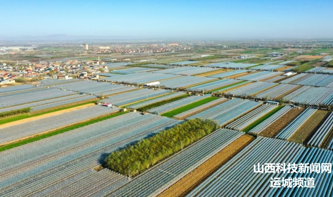 夏县:葡萄产业做大  田间冬管正忙