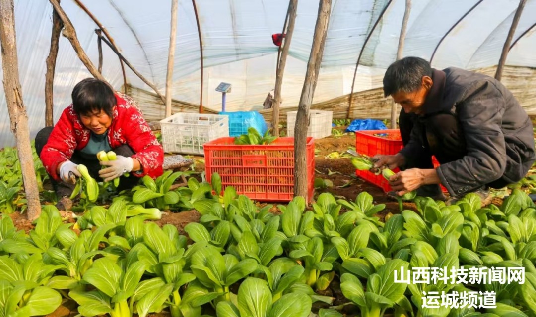 夏县:&ldquo;小&rdquo;菜做成&ldquo;大&rdquo;产业