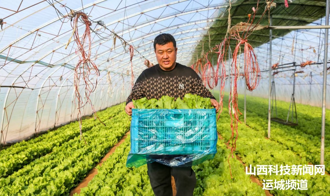 夏县:采收蔬菜供市场