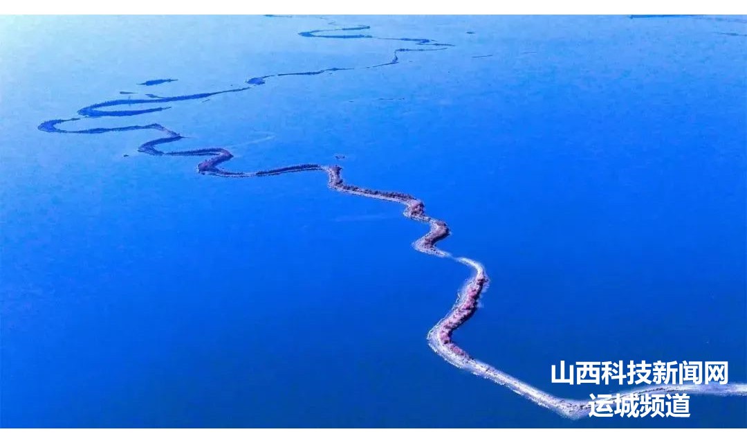 【盐湖文旅】别样美，快来看！运城盐湖进入开花季！