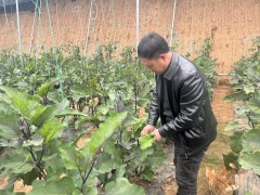 长子县三石农业园区：蔬菜大棚映照春日好光景