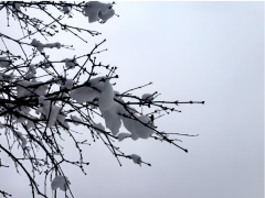春雪