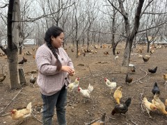 陈琼花：林下养鸡铺就致富路