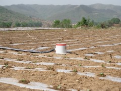 长子县王村：滴水灌溉激活烟叶产业 科技赋能农民稳增收​