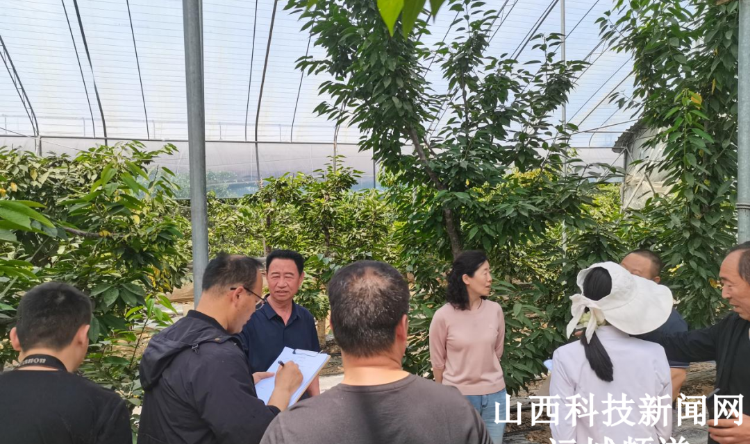 绛县携手专家开展樱桃技术指导 ----赋能产业提质增效