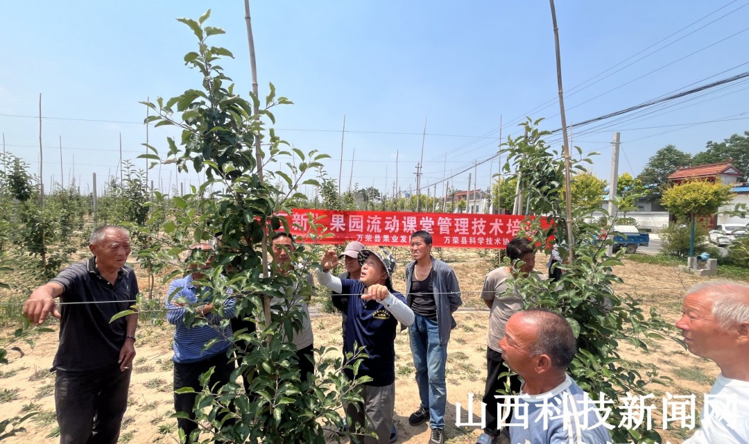 万荣县科协送技术下乡 助力&ldquo;三新&rdquo;果园夏季管理