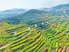 乡村行 看振兴丨平顺县以全产业链布局助推中药材规模化现代化发展