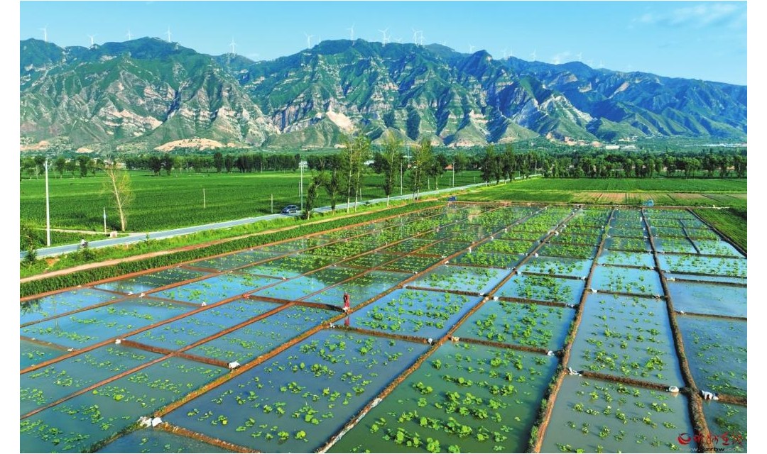 定襄县中霍村莲藕种植基地