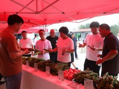 盛夏椒香溢丹朱 擂台争锋展风采 长子县举办第四届&ldquo;农商行杯&rdquo;青（尖）椒&ldquo;比武&rdquo;擂台赛​