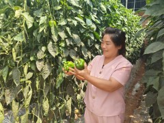 长子阳光农业园区：科技为笔绘就现代农业新图景