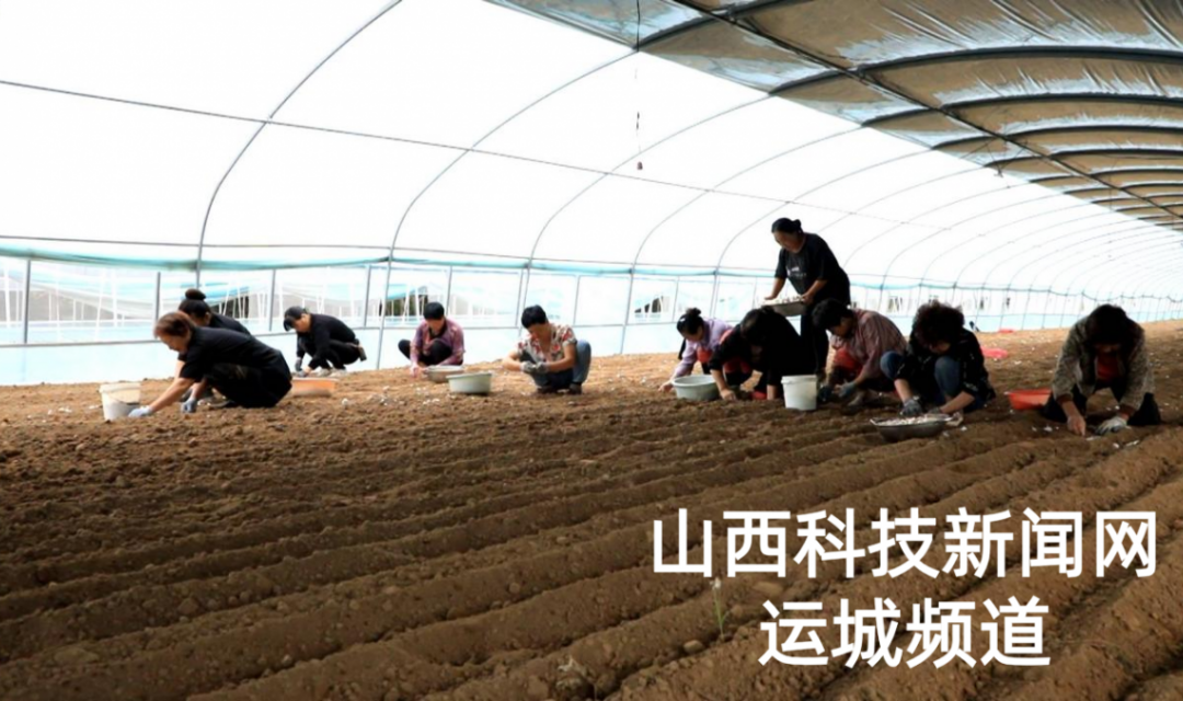 盐湖区席张乡西胡村：多元产业助推集体经济提质增效