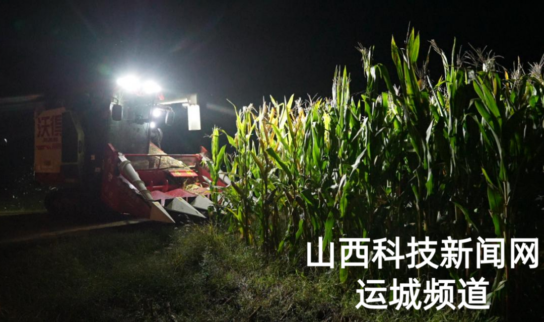 盐湖区：抢抓降雨间歇&ldquo;窗口期&rdquo; 昼夜抢收玉米保颗粒归仓