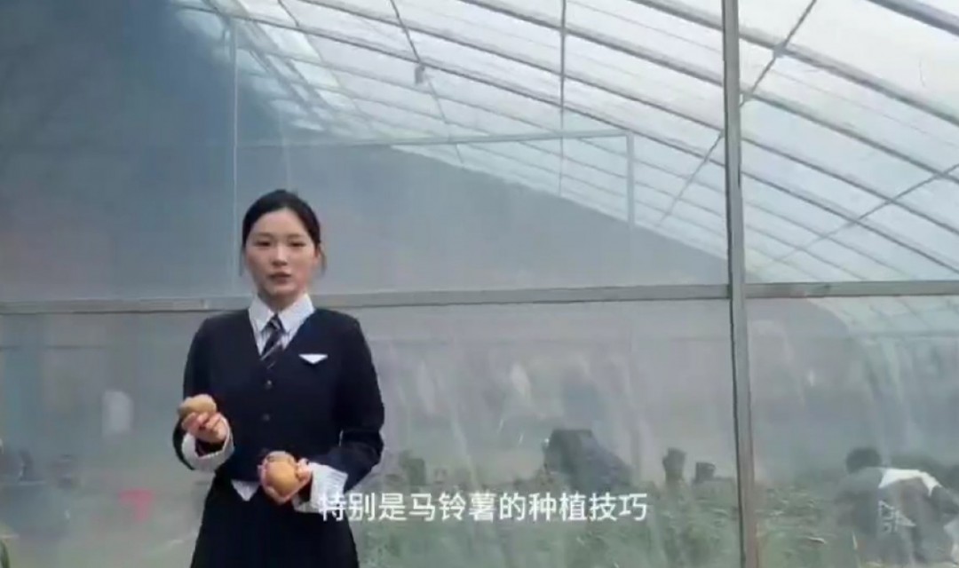 马铃薯种植技巧