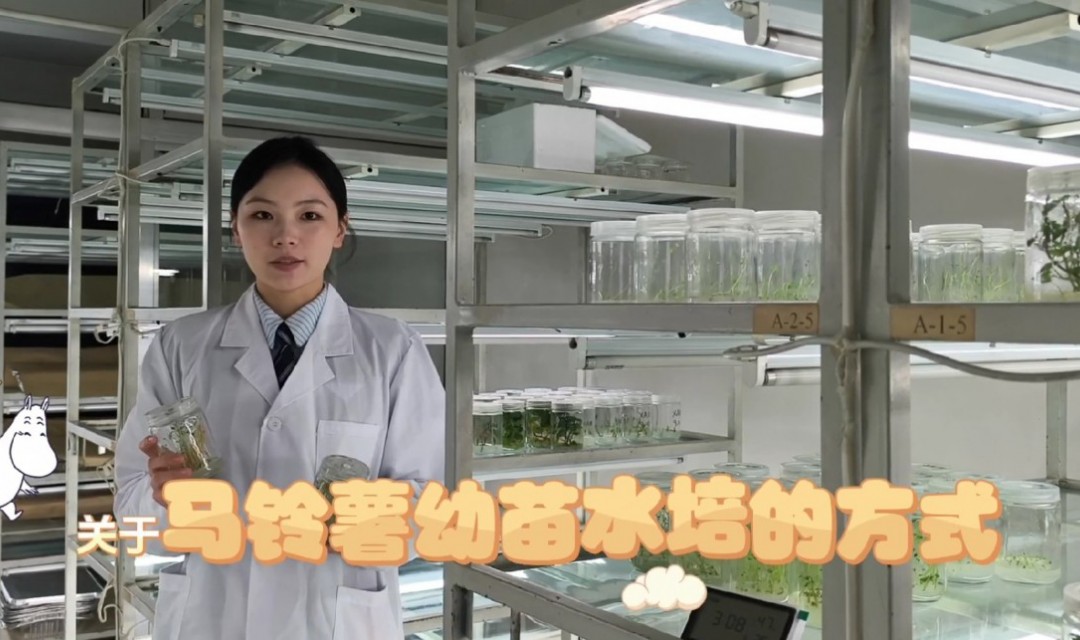 马铃薯幼苗的水培方式