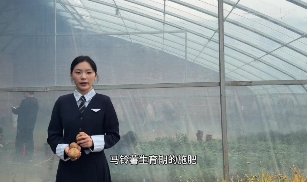 马铃薯生育期的施肥