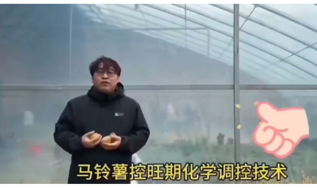 马铃薯控旺技术