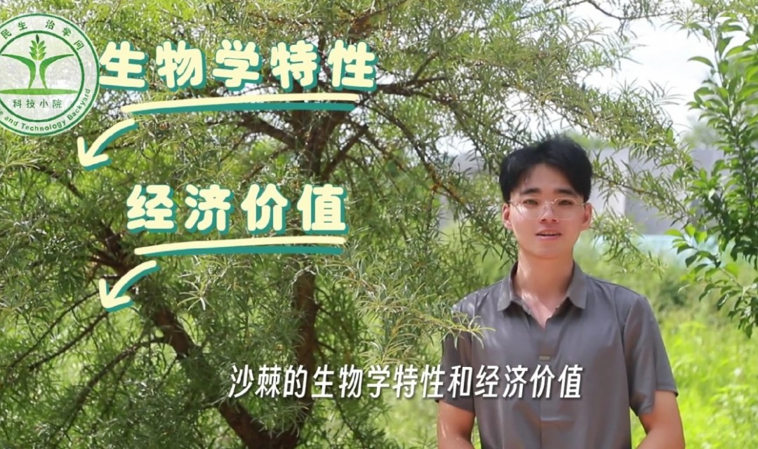 关于沙棘的科普知识