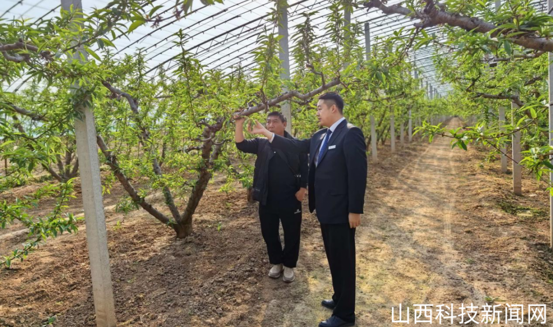 【春耕备耕】新绛农商行：农商&ldquo;贷&rdquo;动峨嵋岭下&ldquo;桃&rdquo;金梦