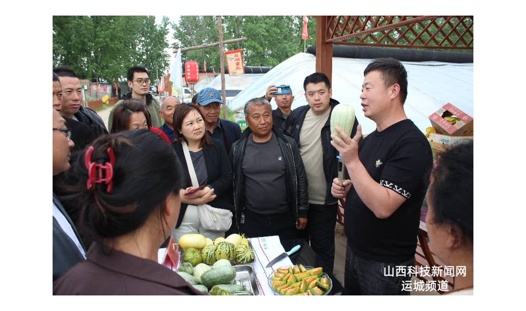 头雁领航带动甜瓜产业飘香&mdash;&mdash;盐湖区举办设施甜瓜品质品牌双提升暨经验分享交流培训会